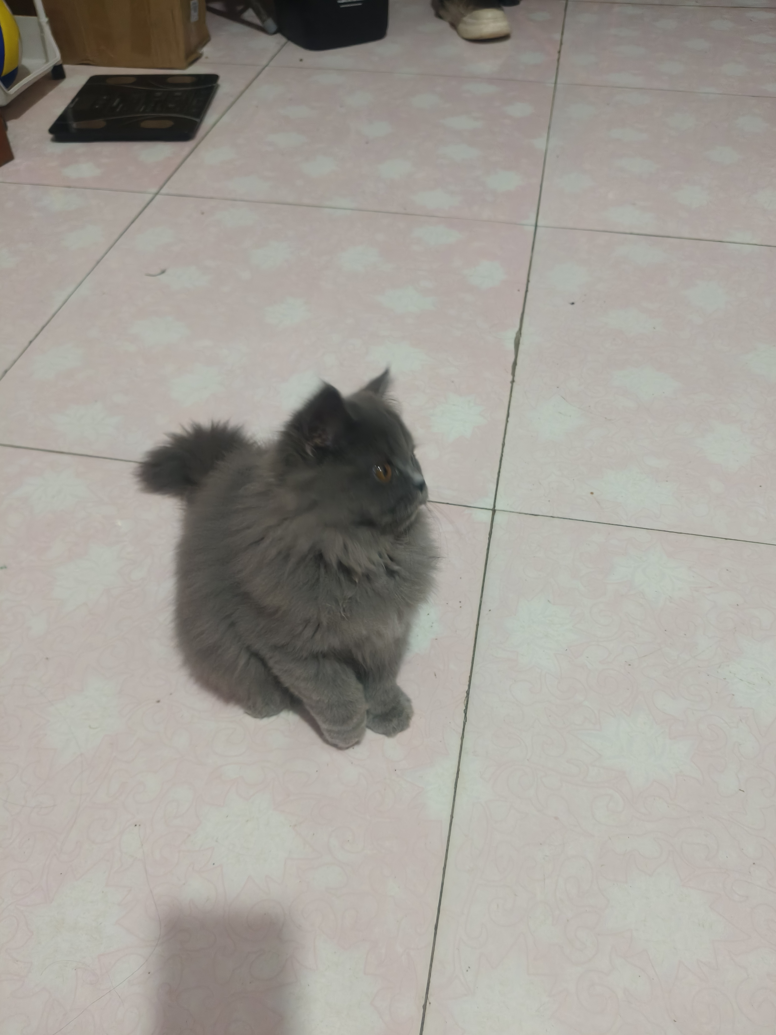 蓝猫高地妹妹，喜欢的联系
